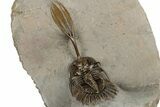 Trident Walliserops Trilobite - Exceptional Preparation #328576-3